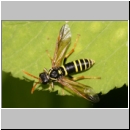 Tenthredo scrophulariae - Braunwurz-Blattwespe 10.jpg